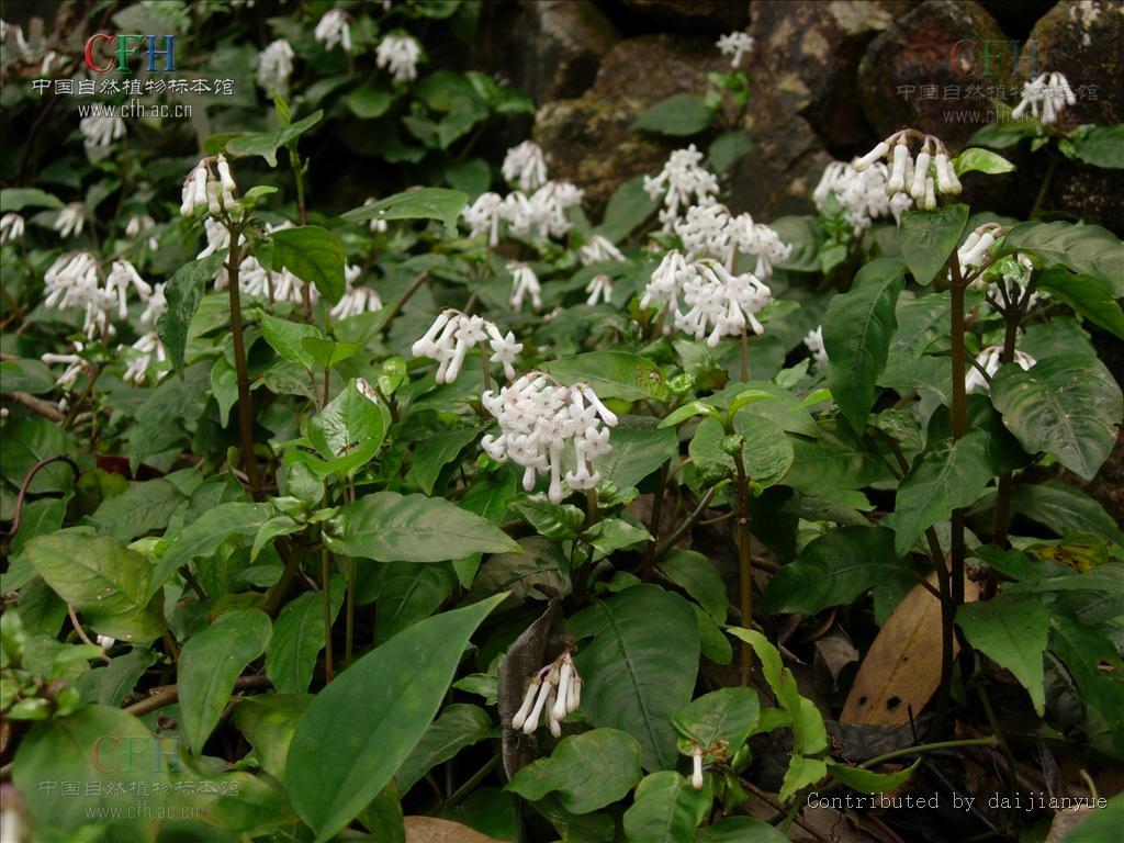 掌握草根SEO：免費視頻課程幫你創建高流量網站 (草根手法)